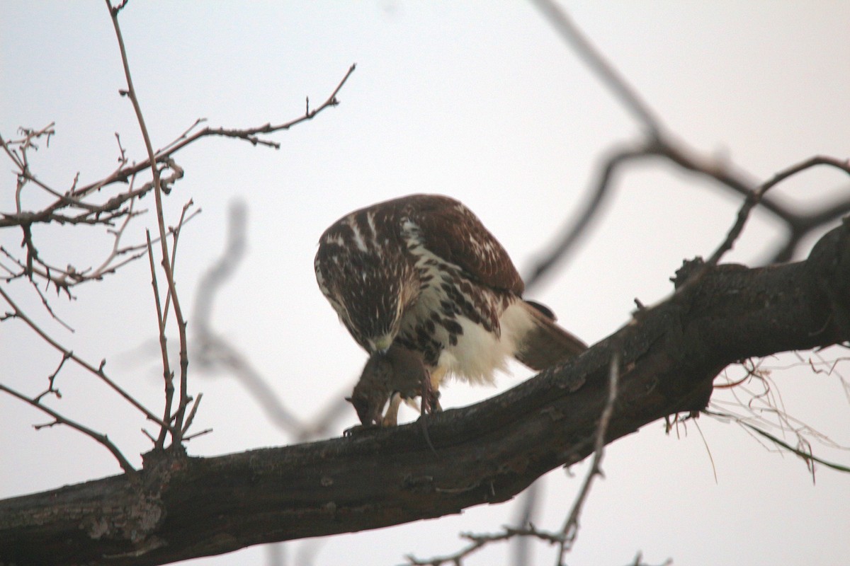 Red-tailed Hawk - ML611475259