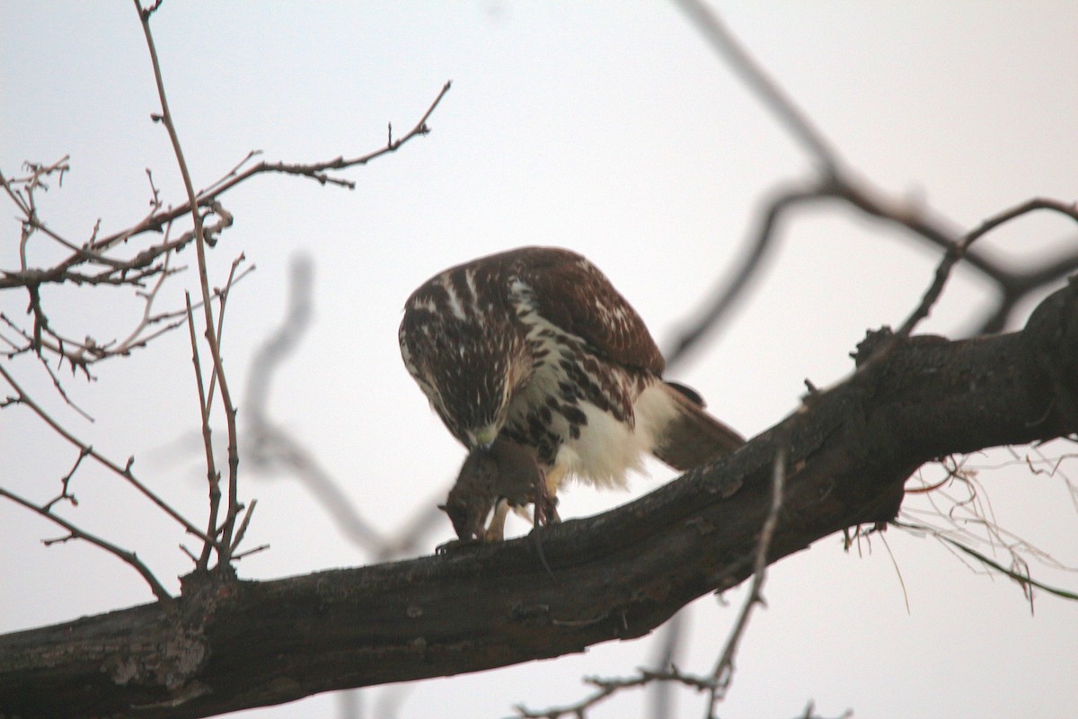 Red-tailed Hawk - Nick Dawson