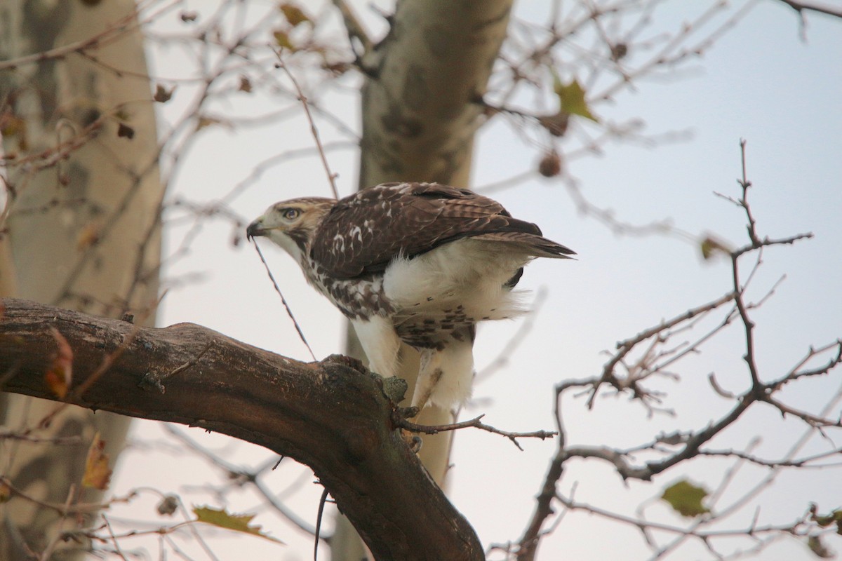 Red-tailed Hawk - ML611475260