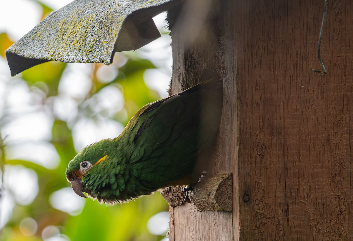 Golden-plumed Parakeet - ML611475266