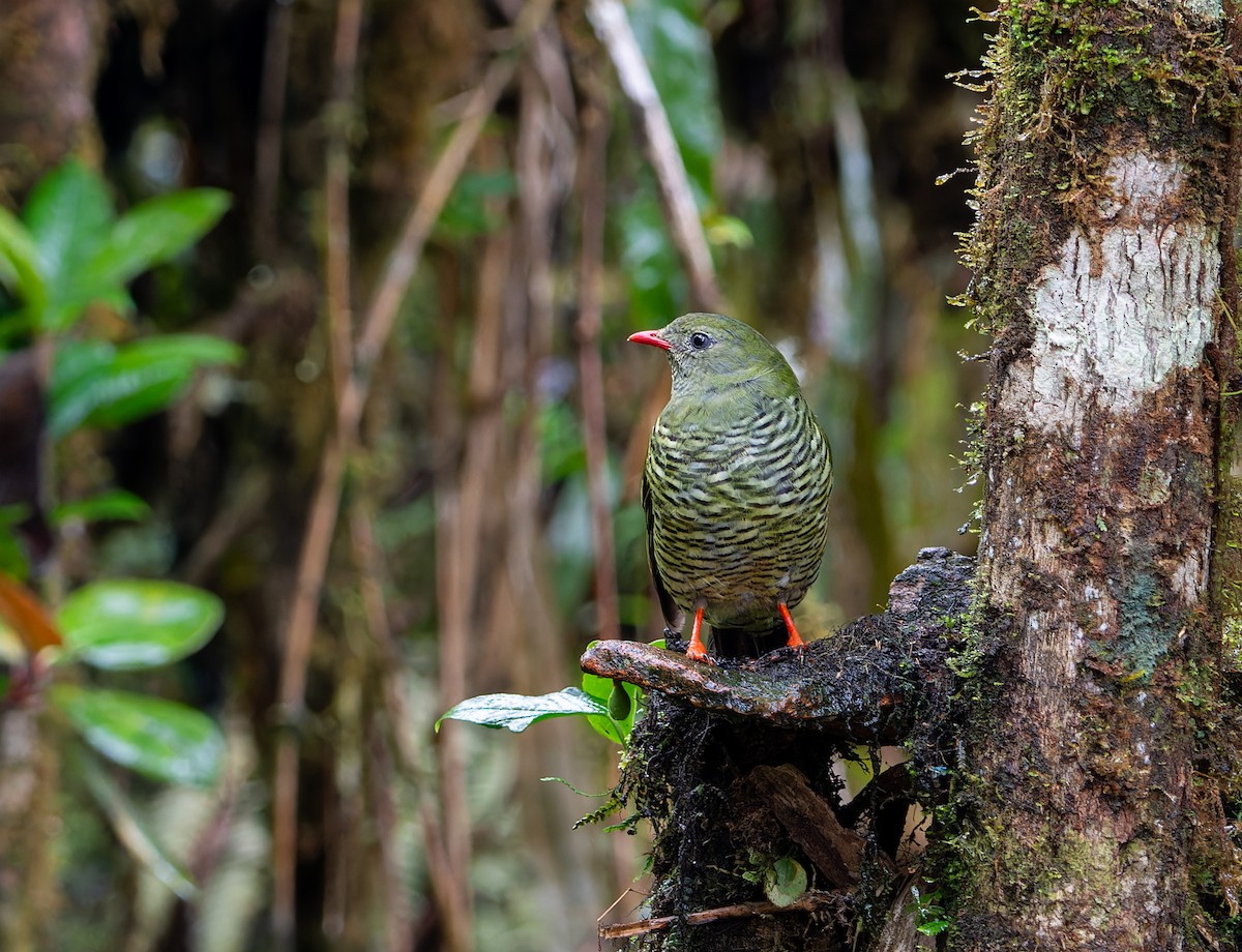 Barred Fruiteater - Nick Bray