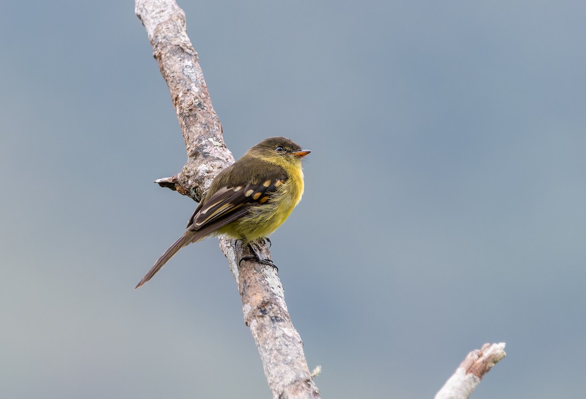 Orange-banded Flycatcher - ML611475356