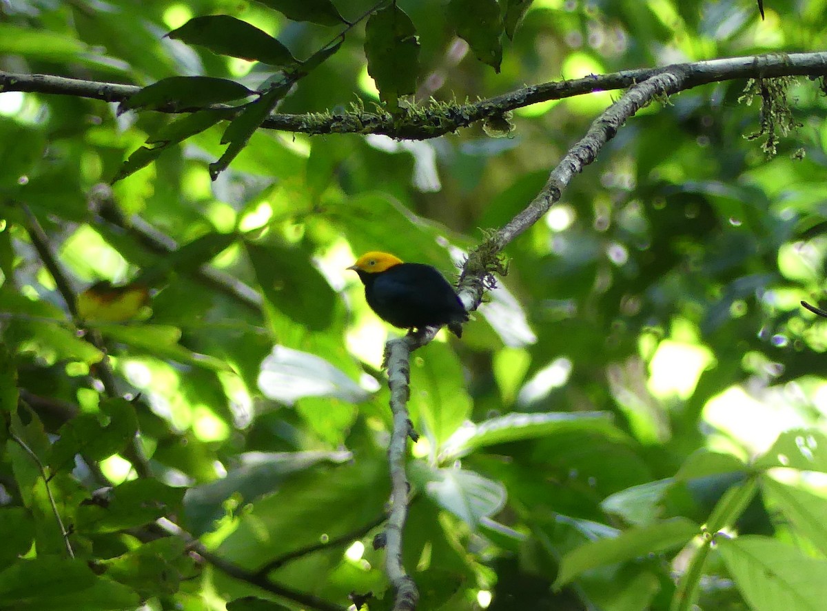 Golden-headed Manakin - ML611475393