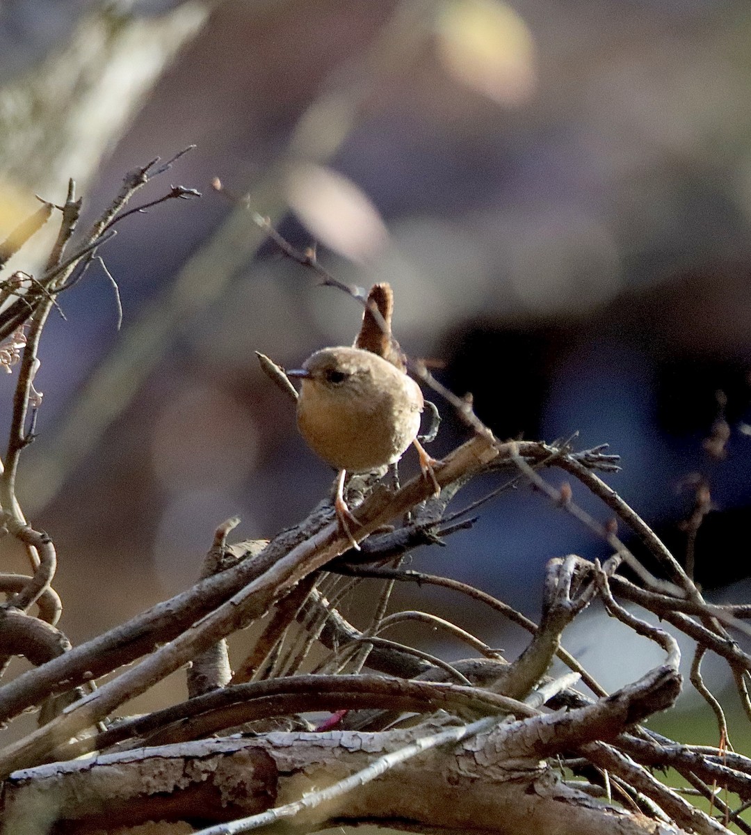 Winter Wren - ML611475402