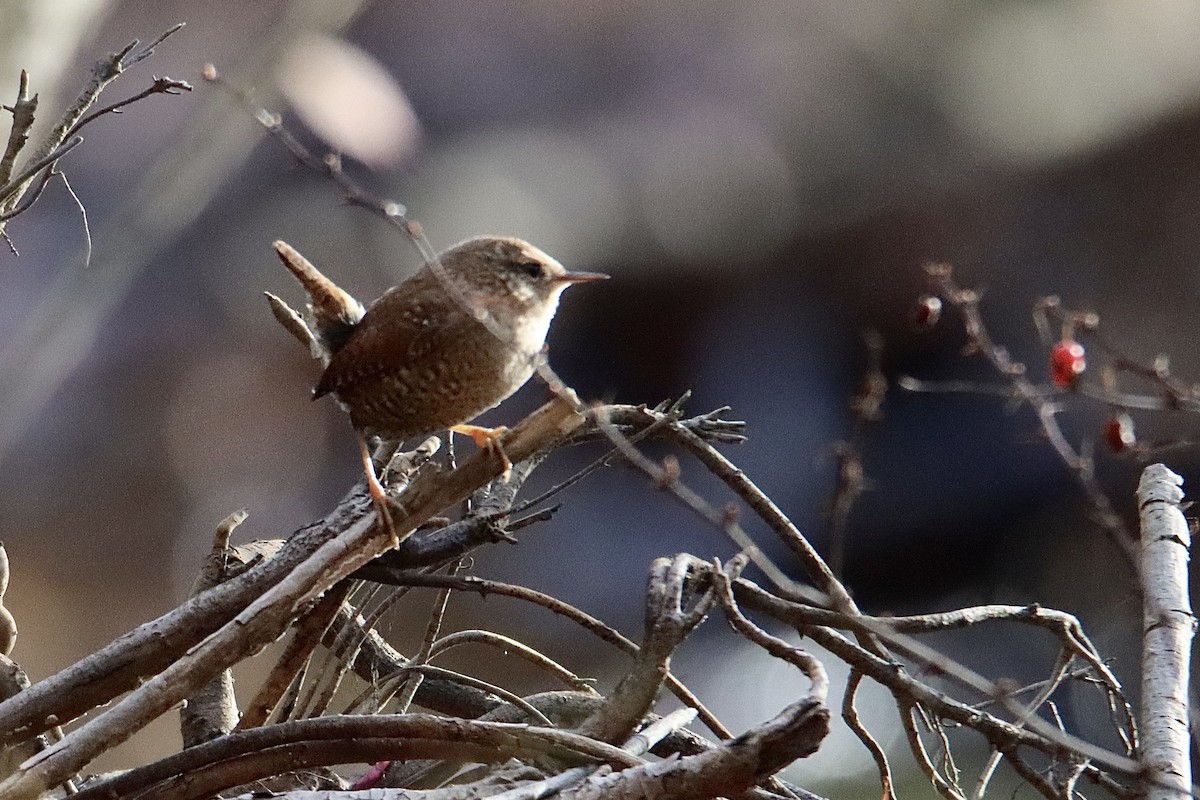 Winter Wren - ML611475403