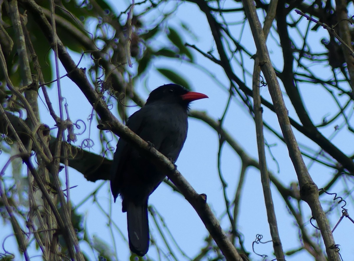 Black-fronted Nunbird - ML611475445