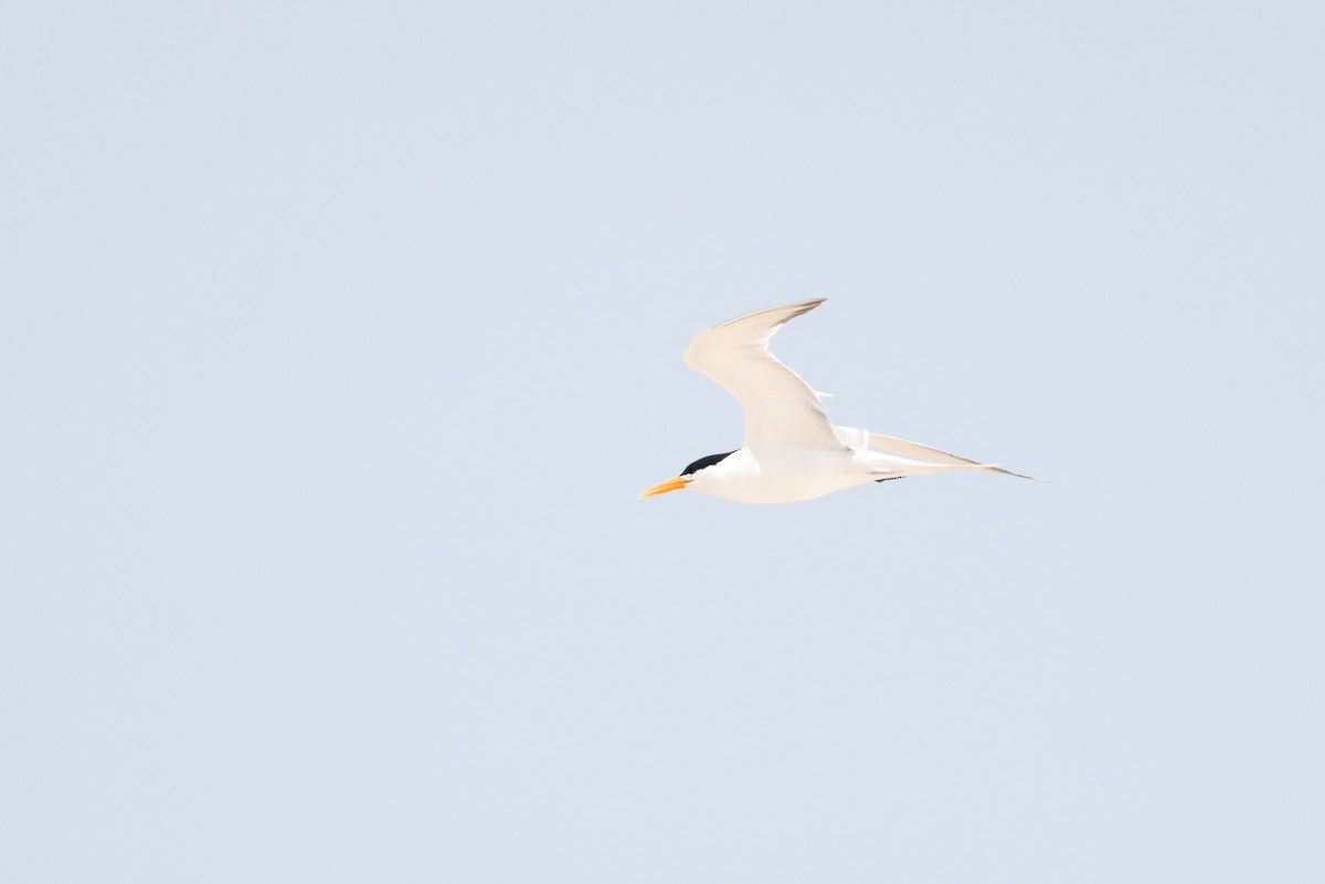 Lesser Crested Tern - Russ Namitz
