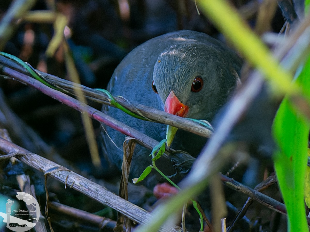 Paint-billed Crake - ML611475559