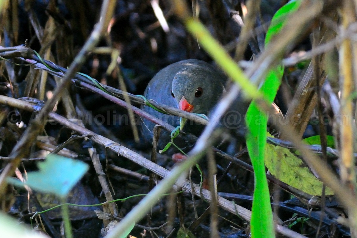 Paint-billed Crake - ML611475561