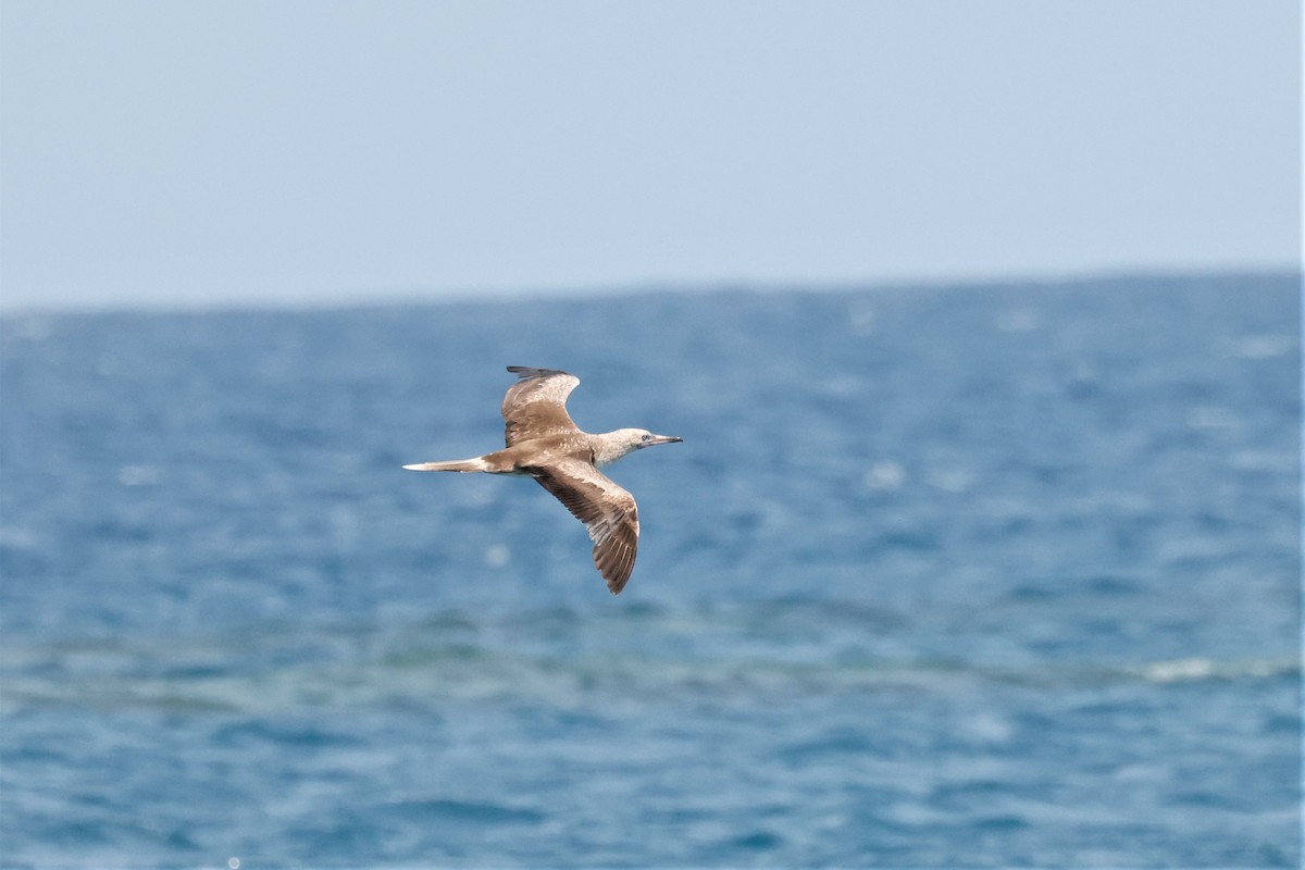 Red-footed Booby - ML611475566