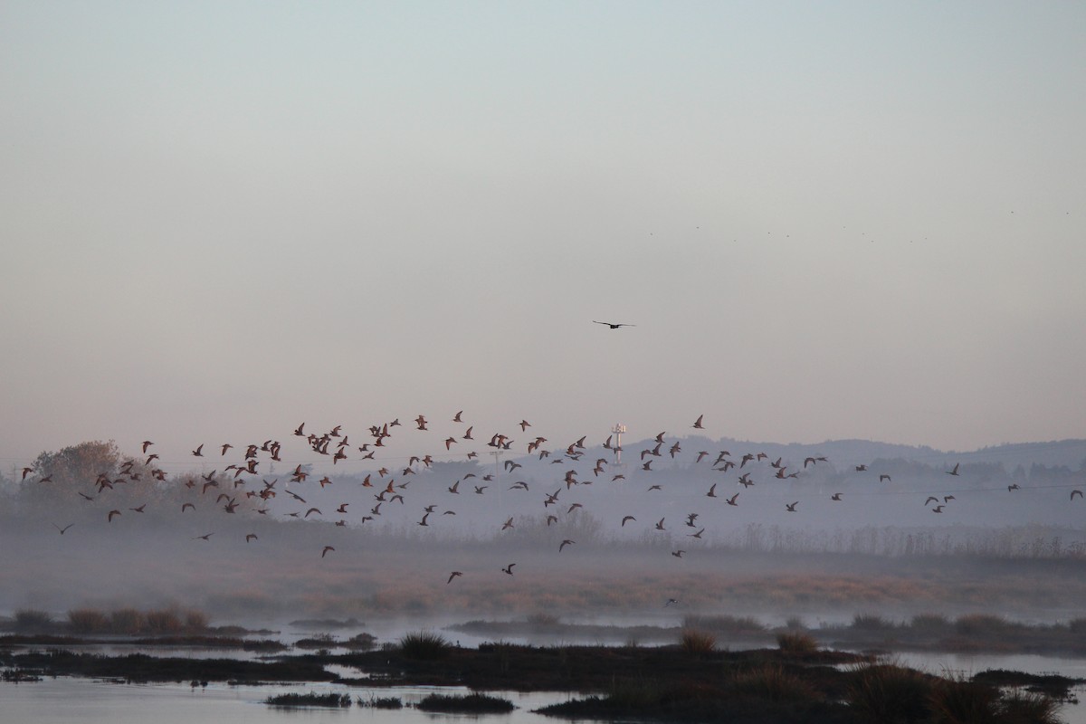 Northern Harrier - Eric Gai