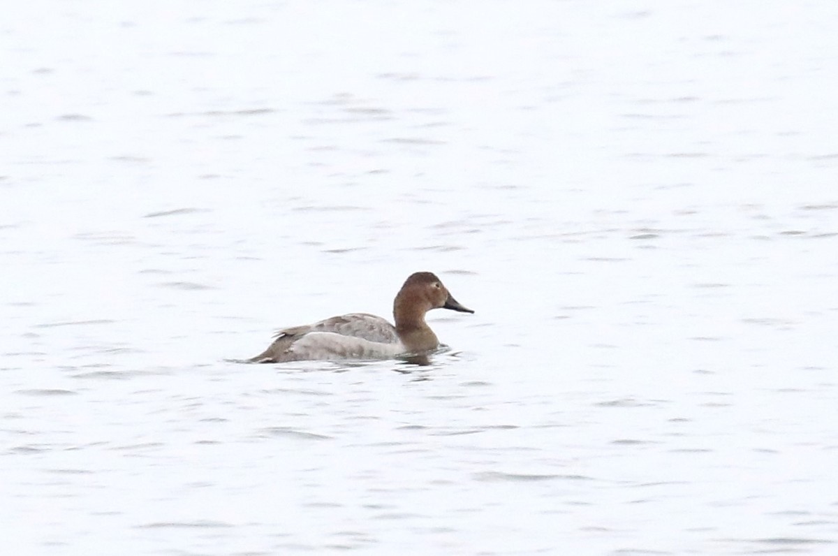 Canvasback - ML611475602