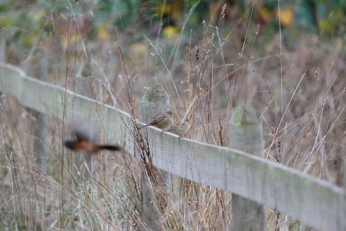 Golden-crowned Sparrow - ML611475658