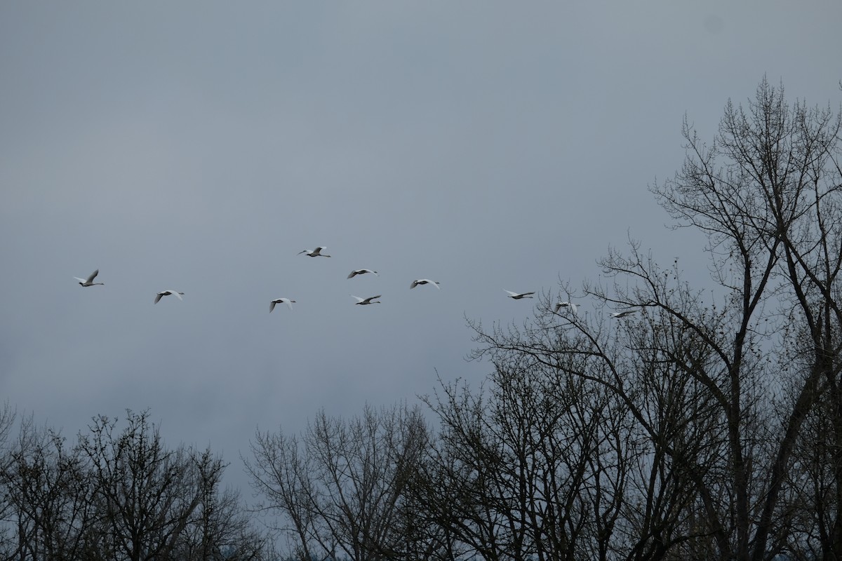 Trumpeter Swan - ML611475687