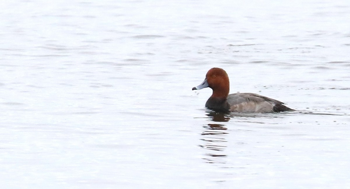 Redhead - ML611475697