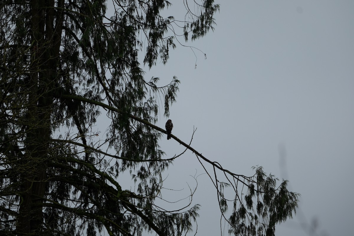 Sharp-shinned Hawk - ML611475698