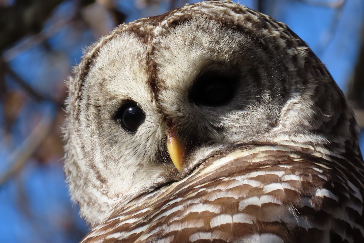 Barred Owl - Nathan Trimble
