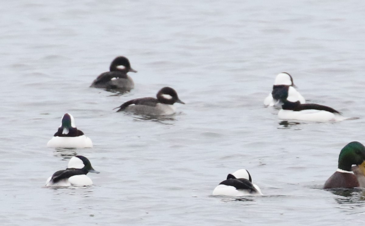 Bufflehead - ML611475728