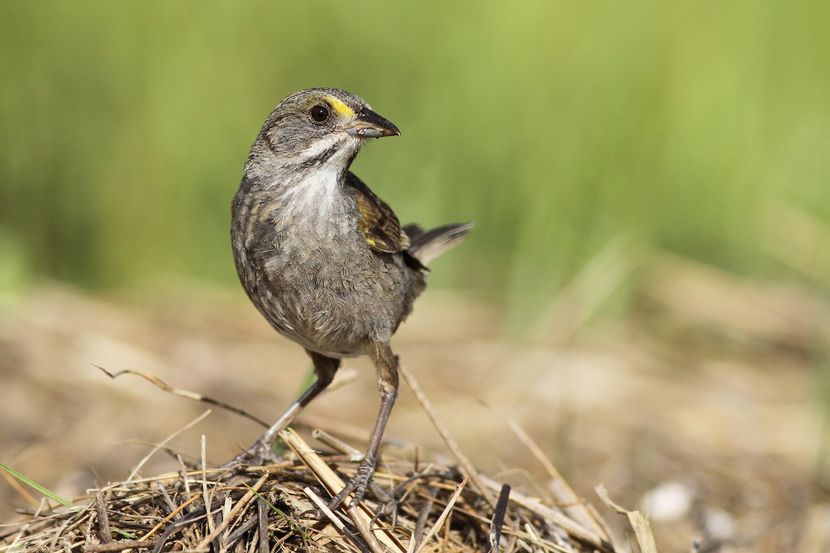 Seaside Sparrow (Atlantic) - ML61147581