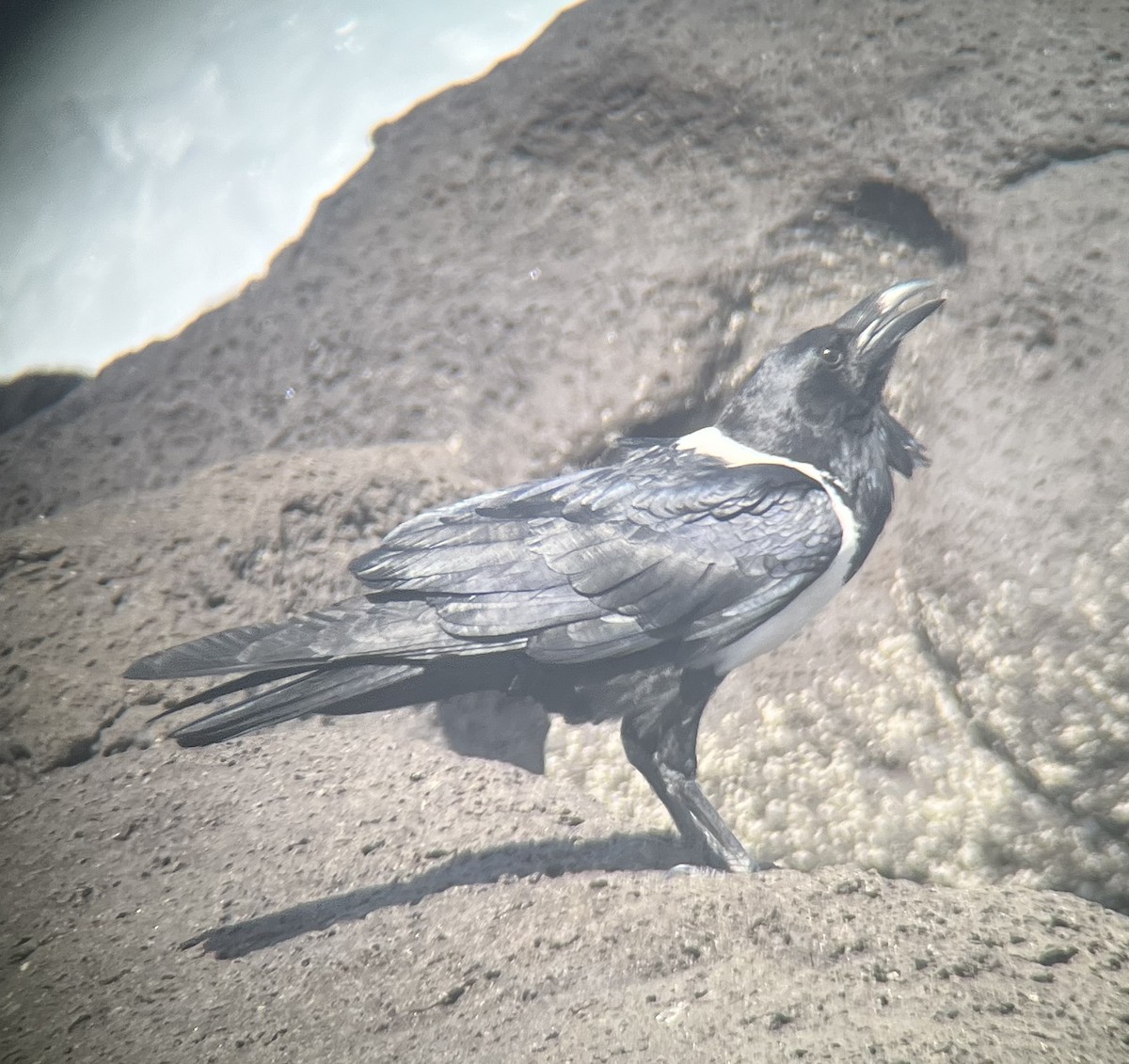 Pied Crow - ML611475810