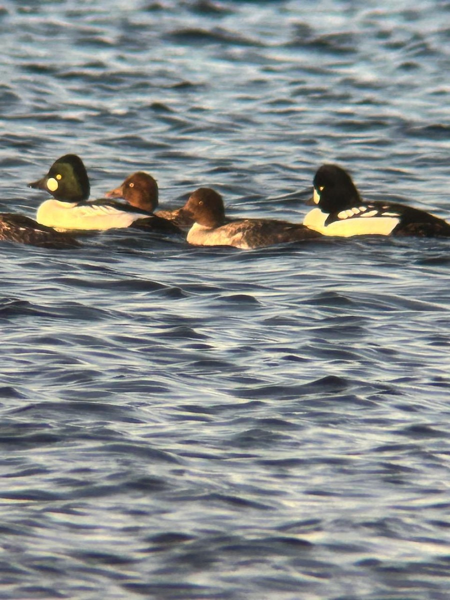 Barrow's Goldeneye - ML611475829
