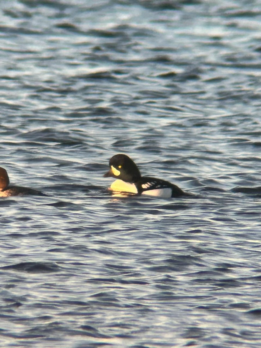 Barrow's Goldeneye - ML611475830