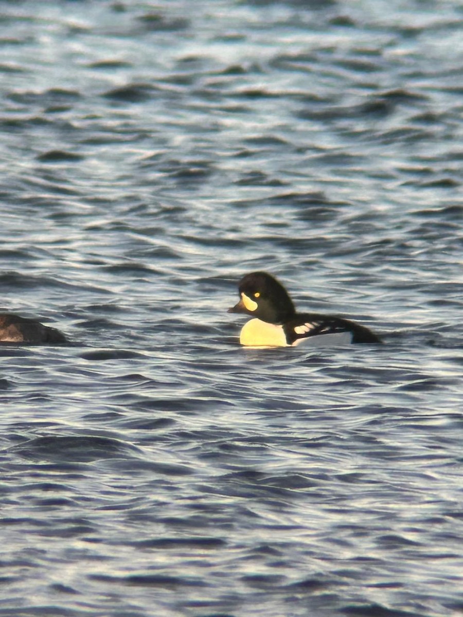 Barrow's Goldeneye - ML611475833