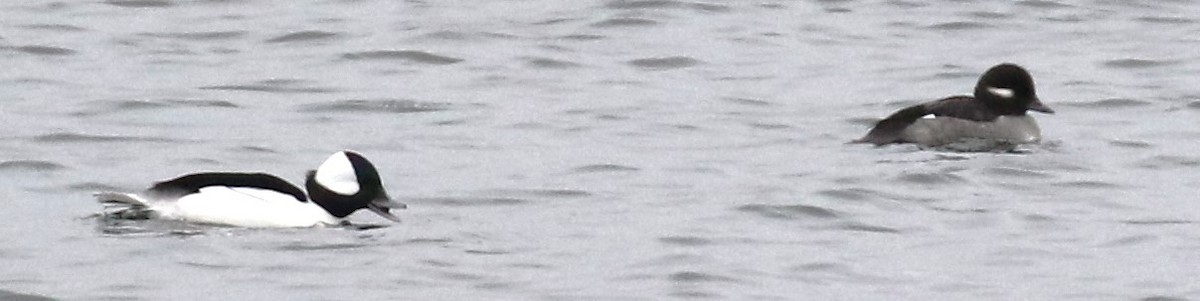 Bufflehead - ML611475858