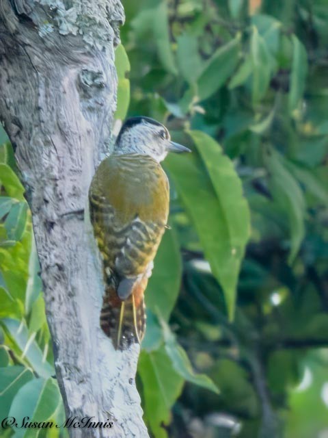 Speckle-breasted Woodpecker - ML611475864