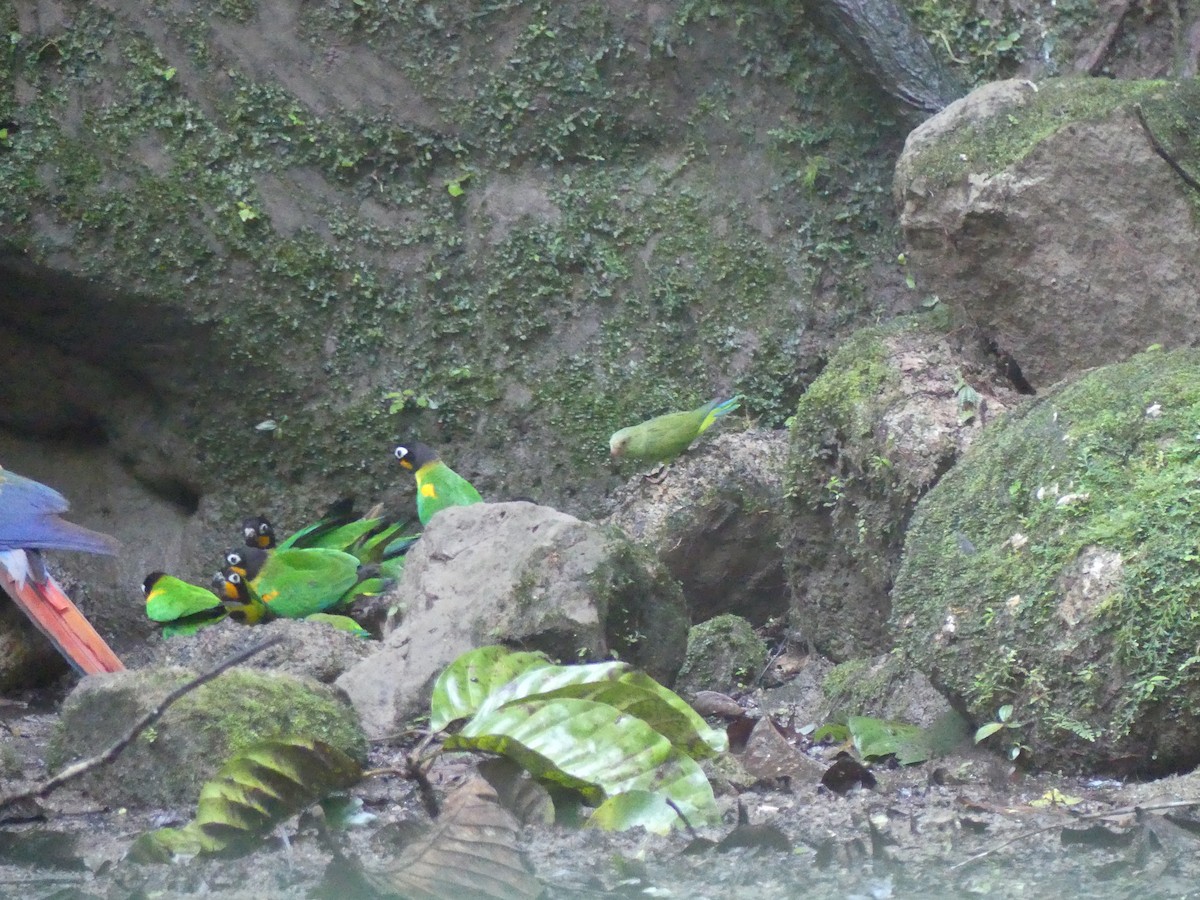 Orange-cheeked Parrot - ML611475959