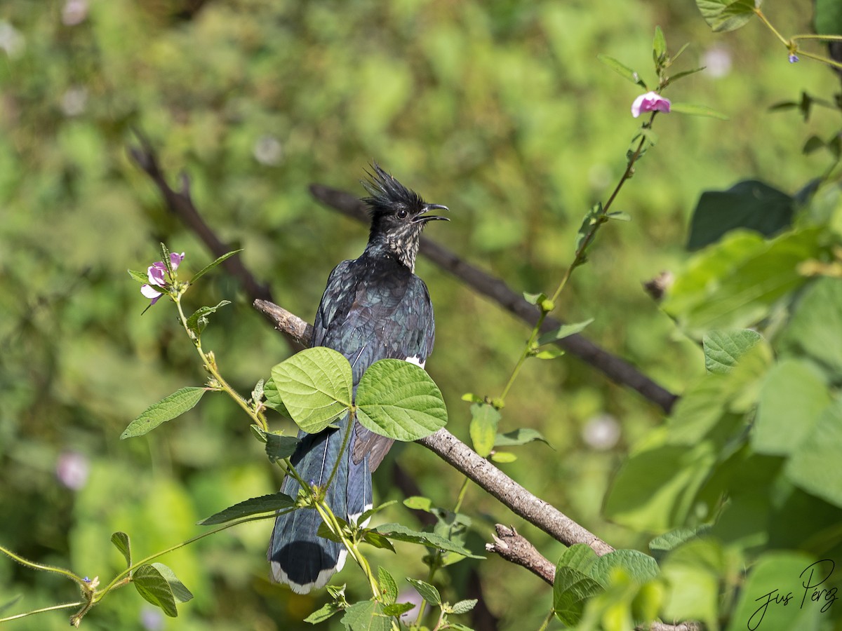 Levaillant's Cuckoo - ML611475962