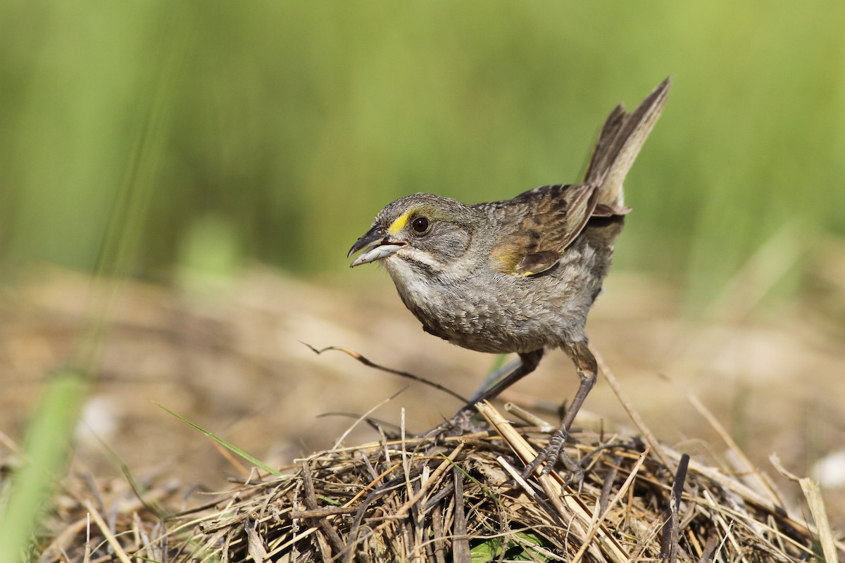 Seaside Sparrow (Atlantic) - ML61147601