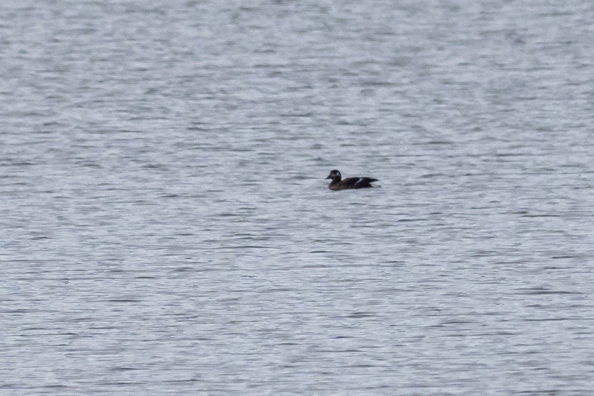 White-winged Scoter - ML611476201