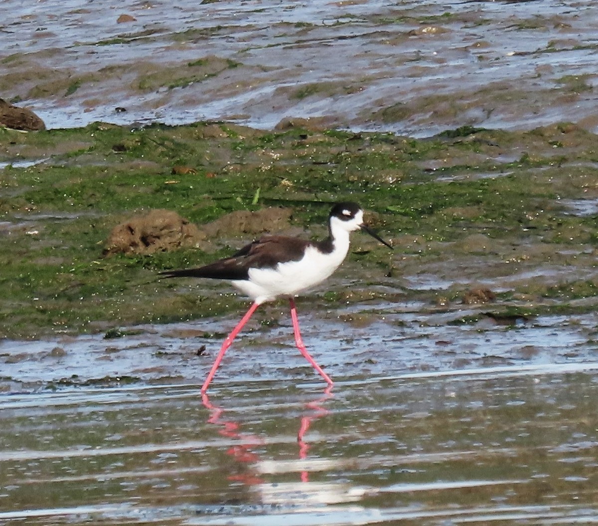 Cigüeñuela Cuellinegra - ML611476274