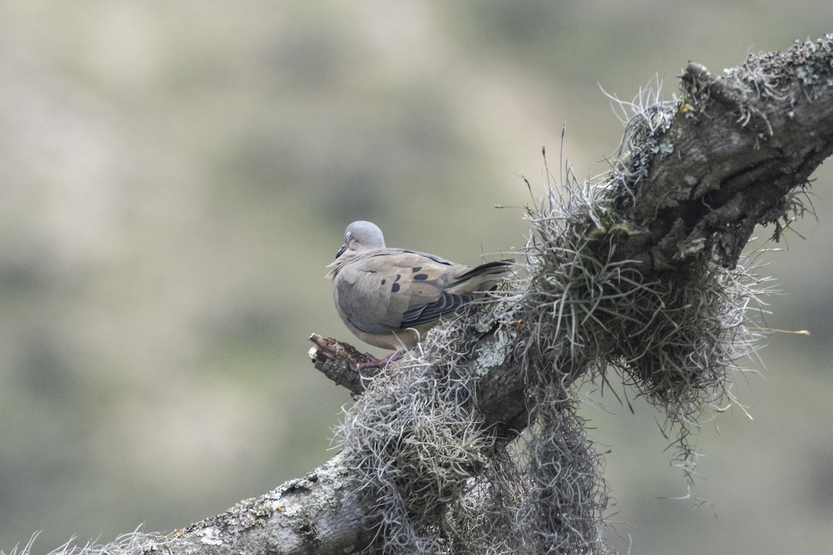 Common Ground Dove - ML611476417