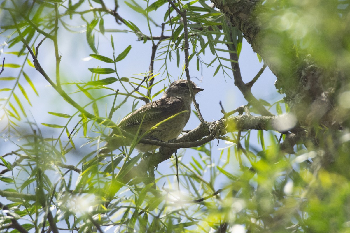 Southern Beardless-Tyrannulet - ML611476441