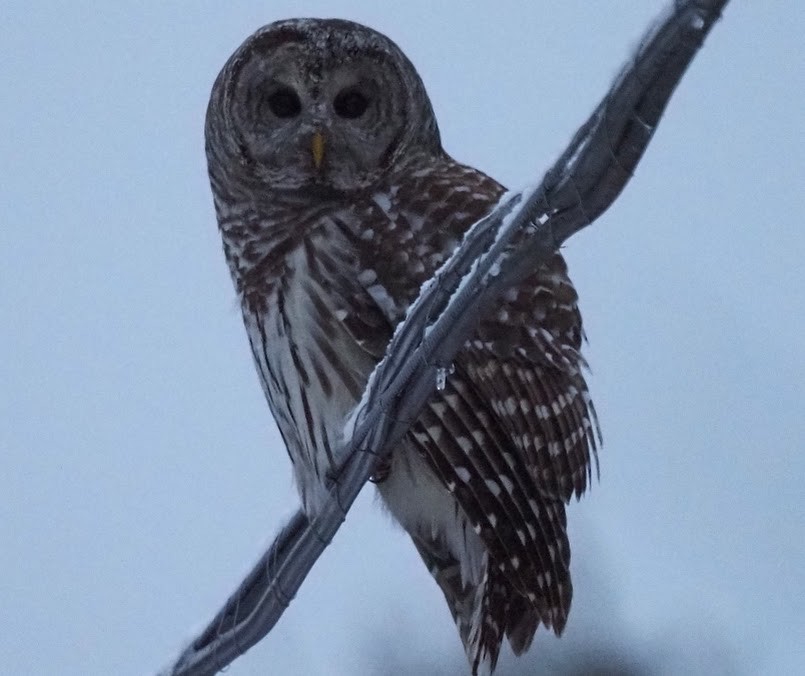 Barred Owl - ML611476449