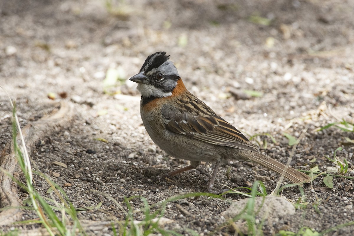 Rufous-collared Sparrow (Rufous-collared) - ML611476479