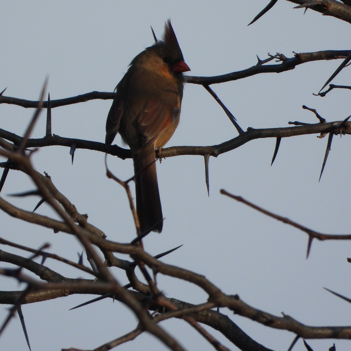 Cardinal rouge - ML611476518