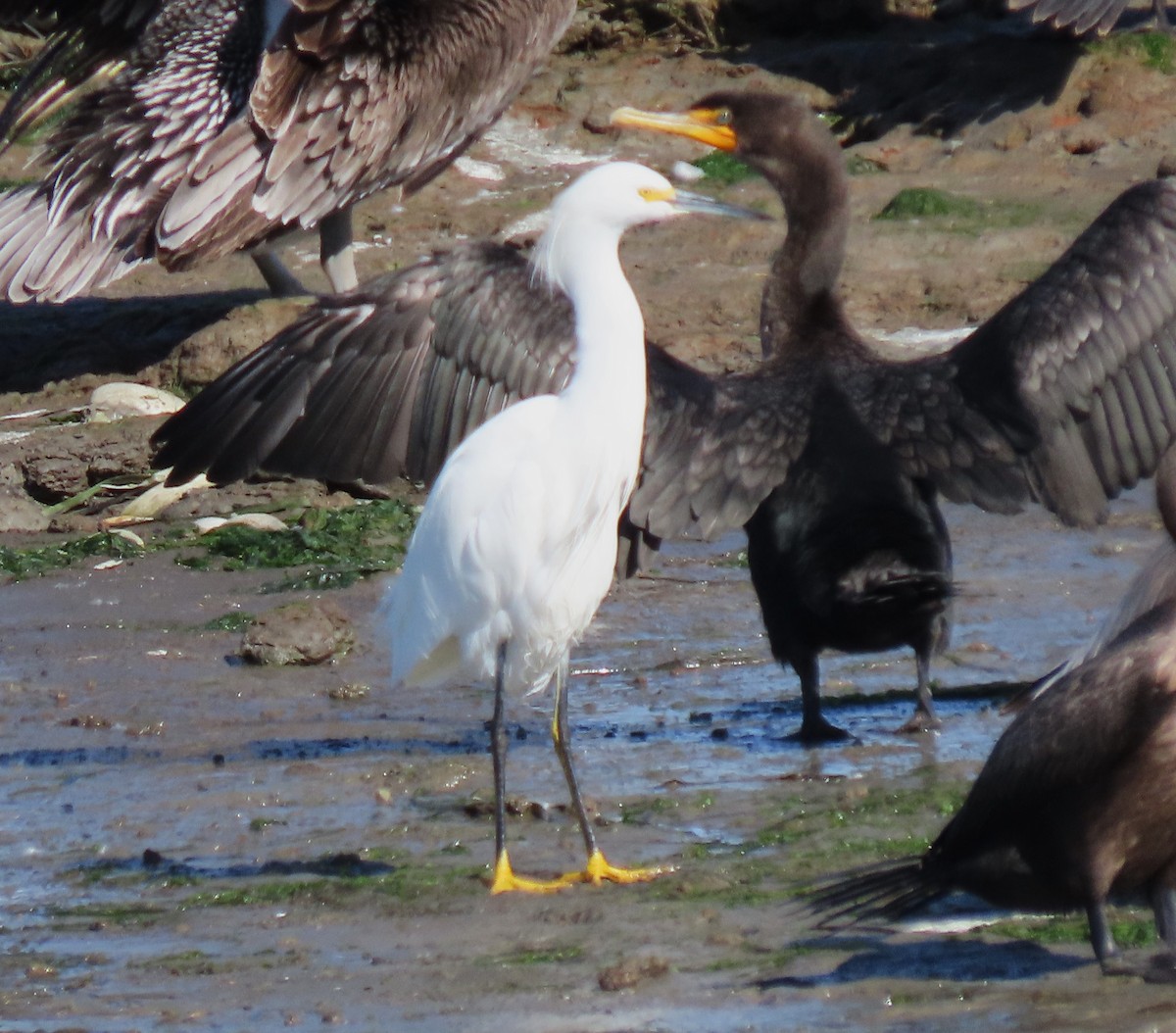 Snowy Egret - ML611476577