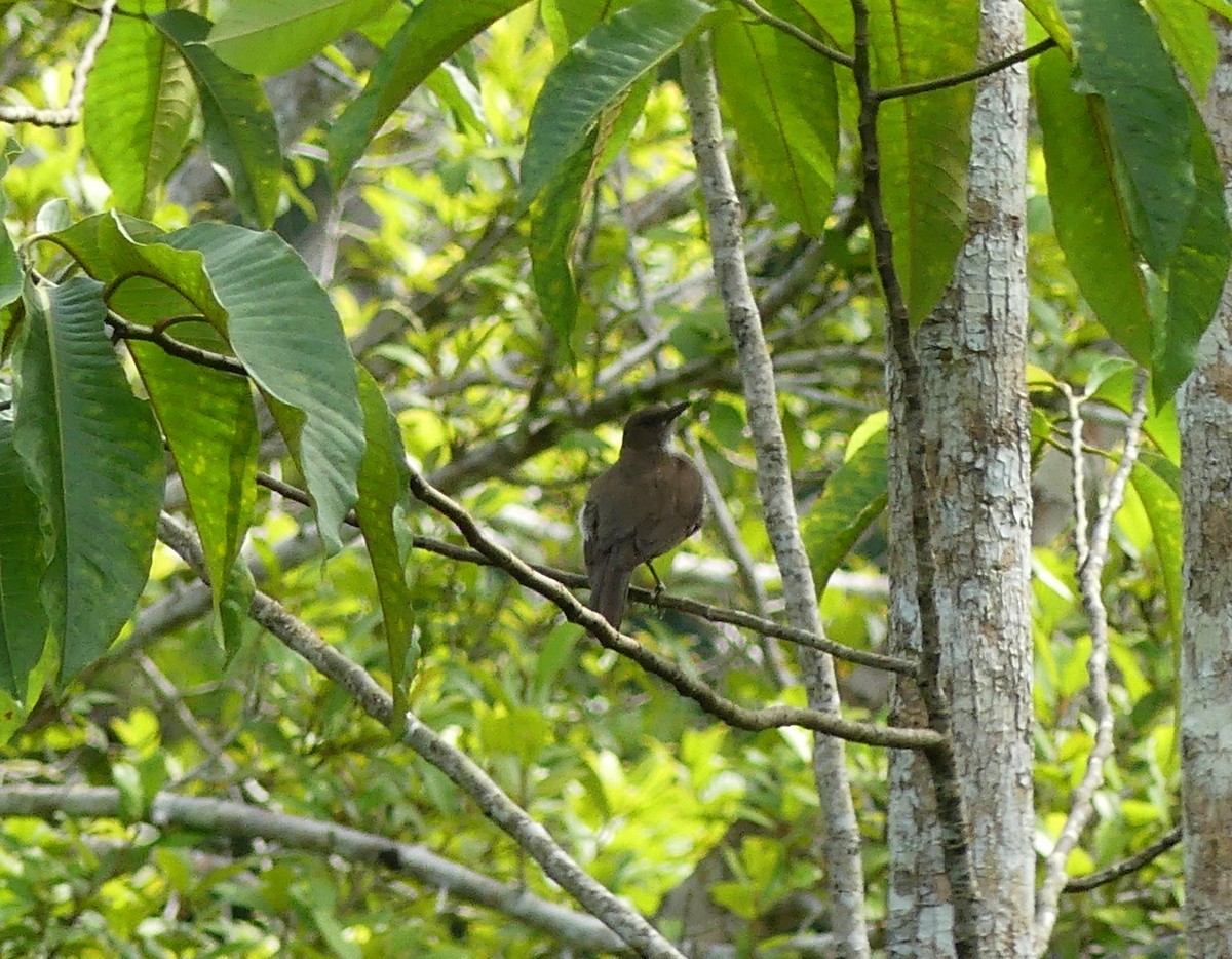 Black-billed Thrush - ML611476601