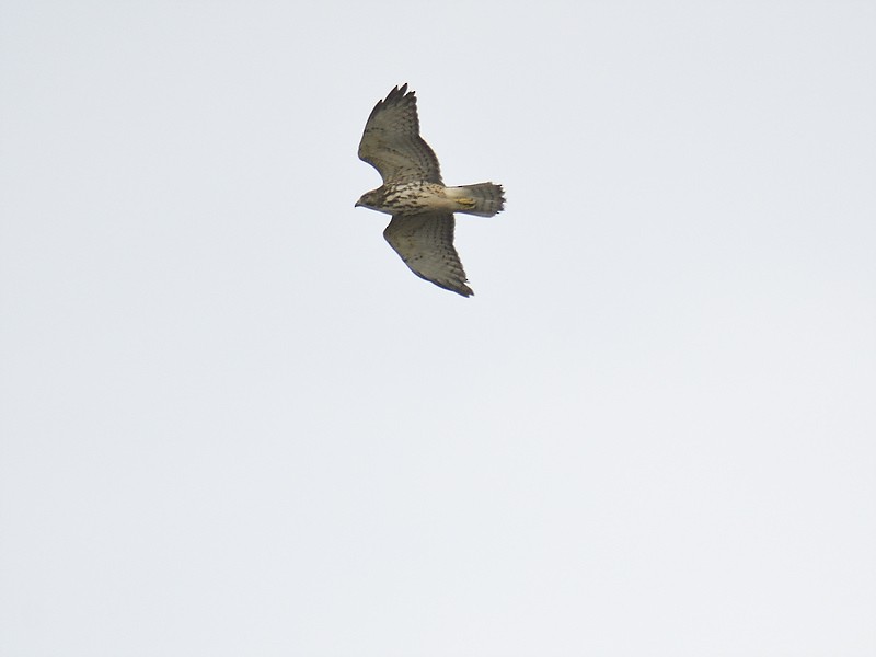 Broad-winged Hawk - ML611476612