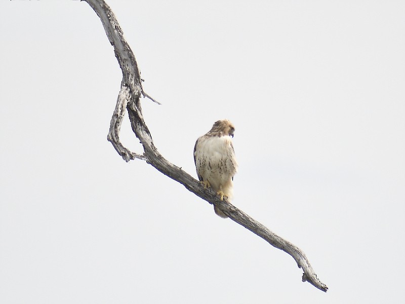 Red-tailed Hawk - ML611476620