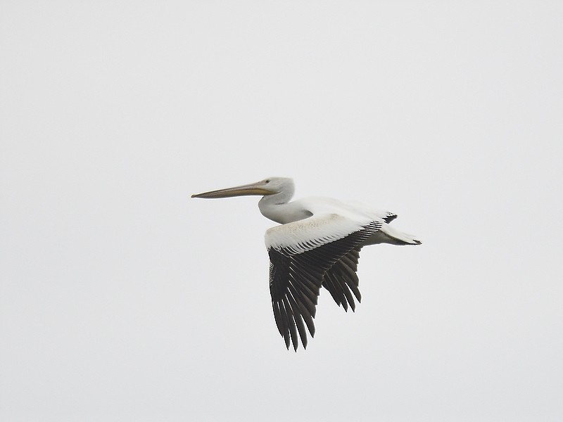 American White Pelican - ML611476626