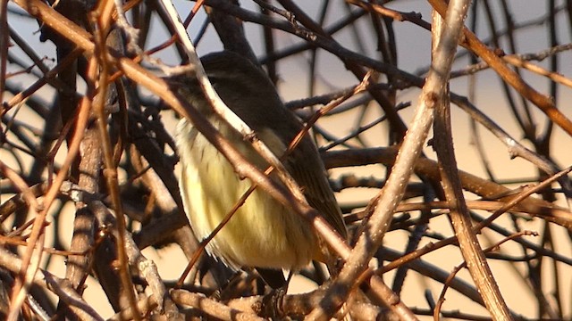 lesňáček bažinný (ssp. palmarum) - ML611476672