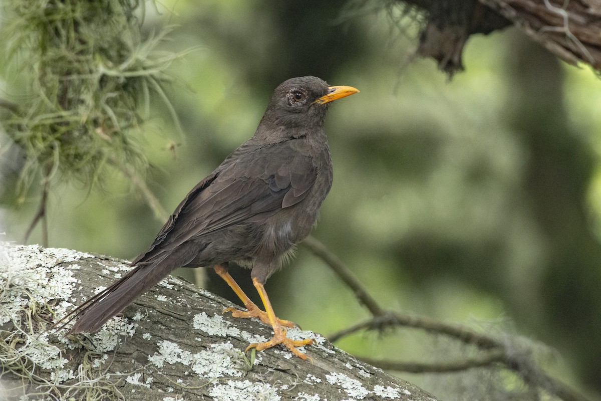 Great Thrush - ML611476675