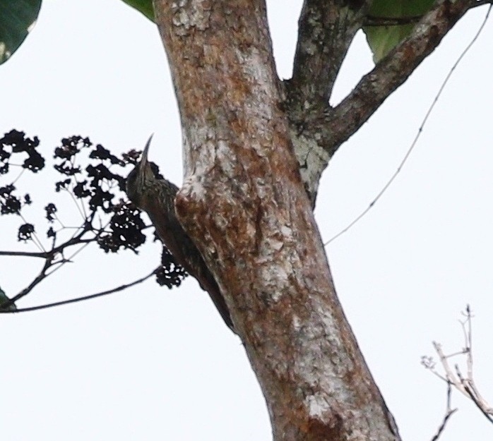 Dusky-capped Woodcreeper (Rondonia) - Richard Greenhalgh