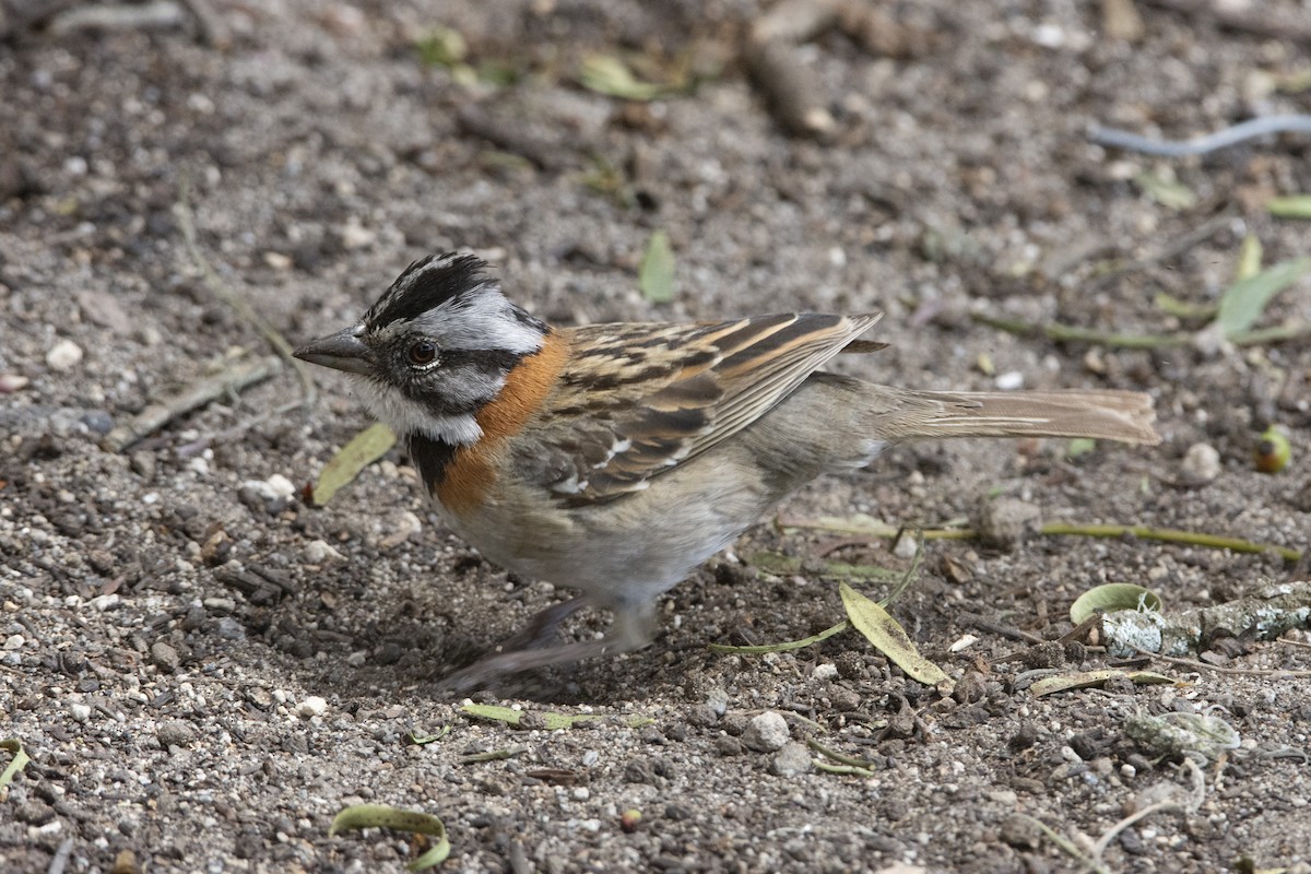 Rufous-collared Sparrow (Rufous-collared) - Oliver Patrick