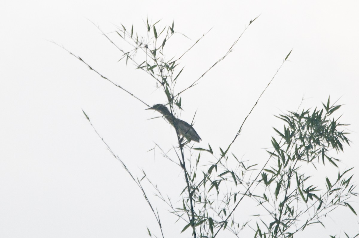 Yellow Bittern - ML611476847