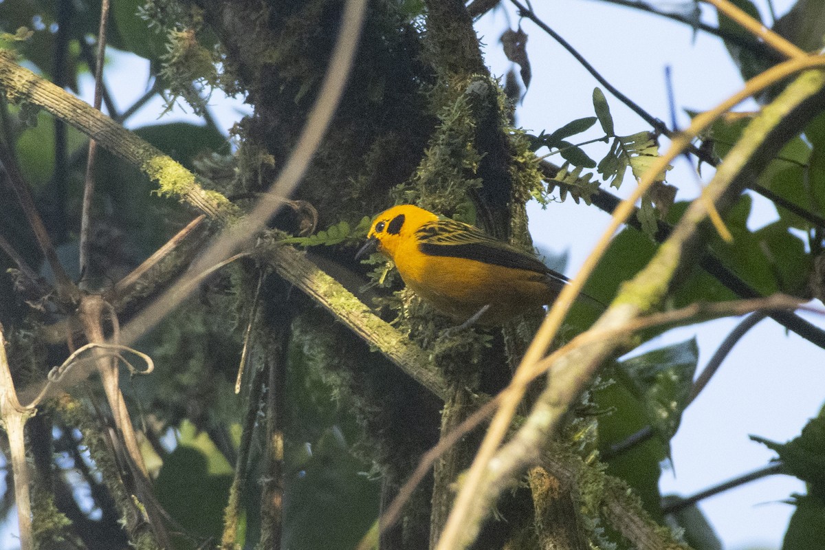 Golden Tanager (aurulenta Group) - ML611476894